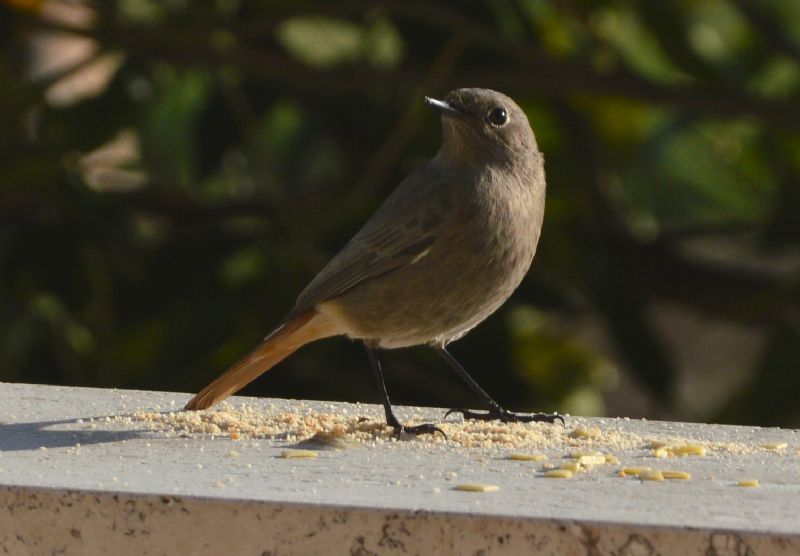 Codirosso Spazzacamino